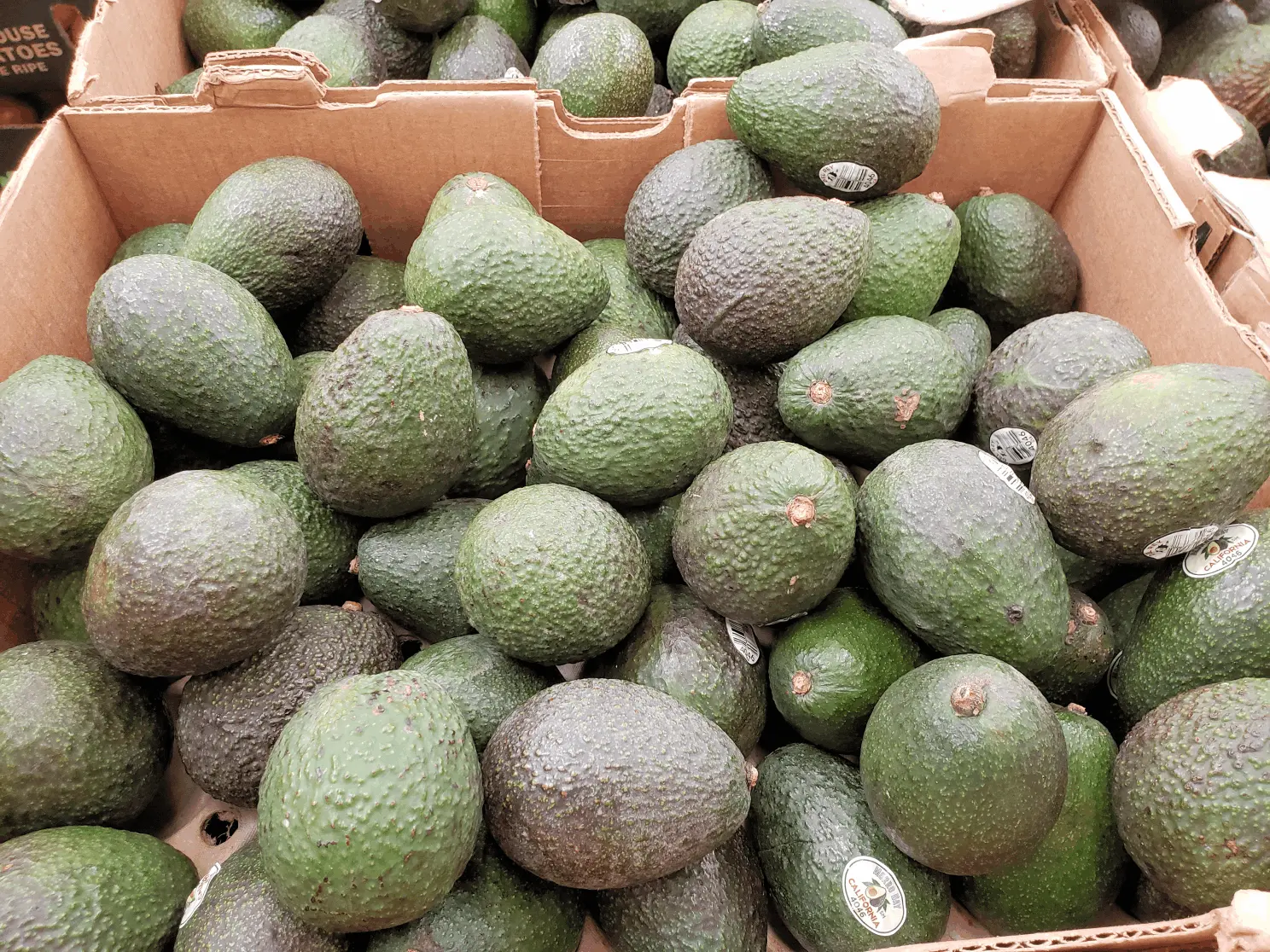 Avocados