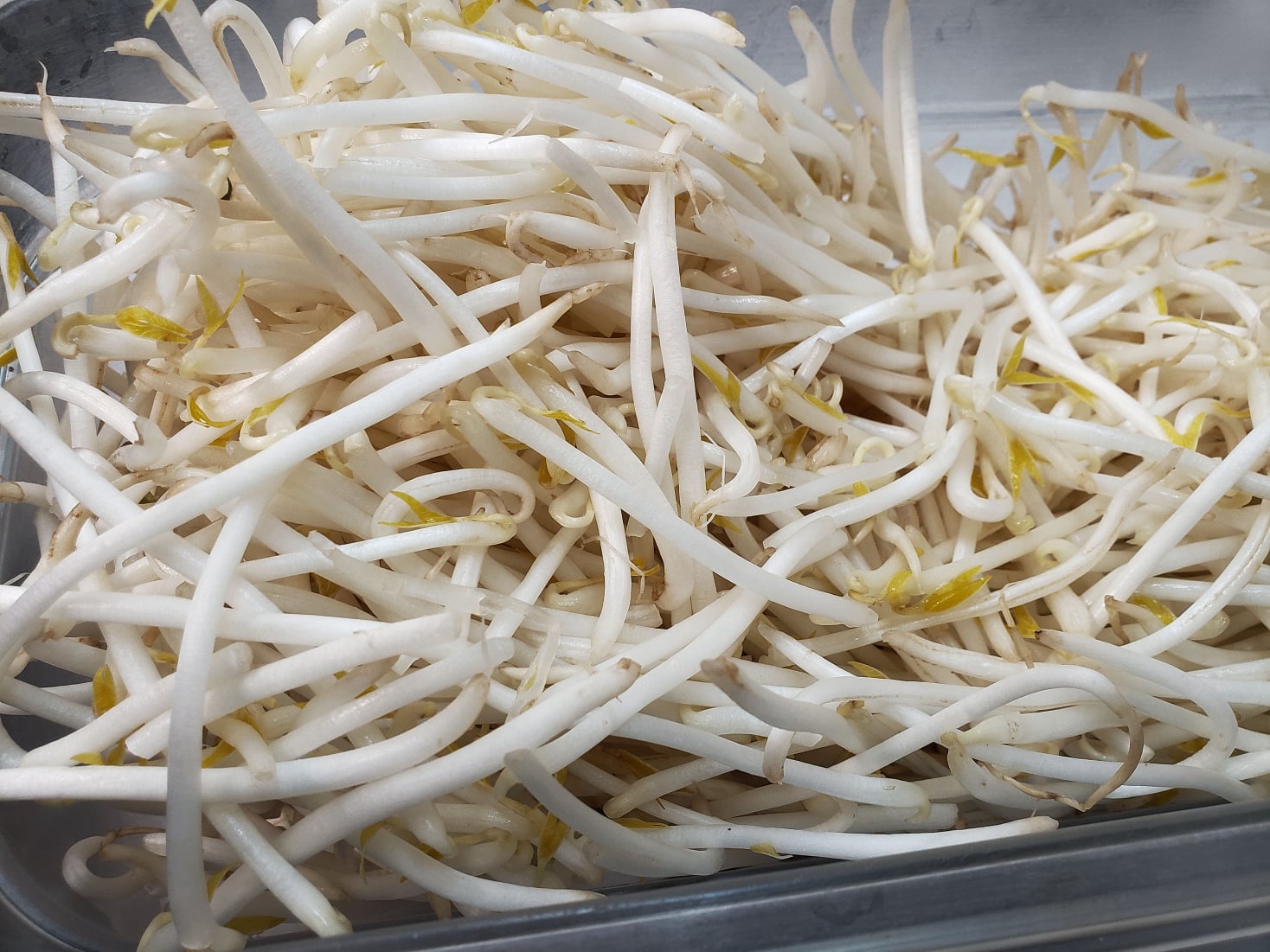 Bean Sprouts