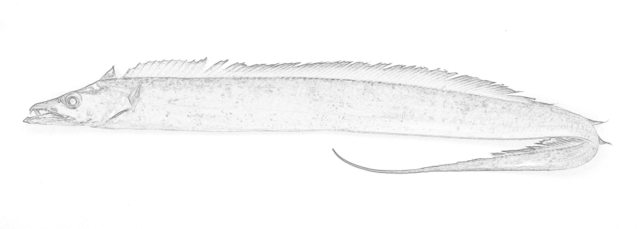 The original hannaone