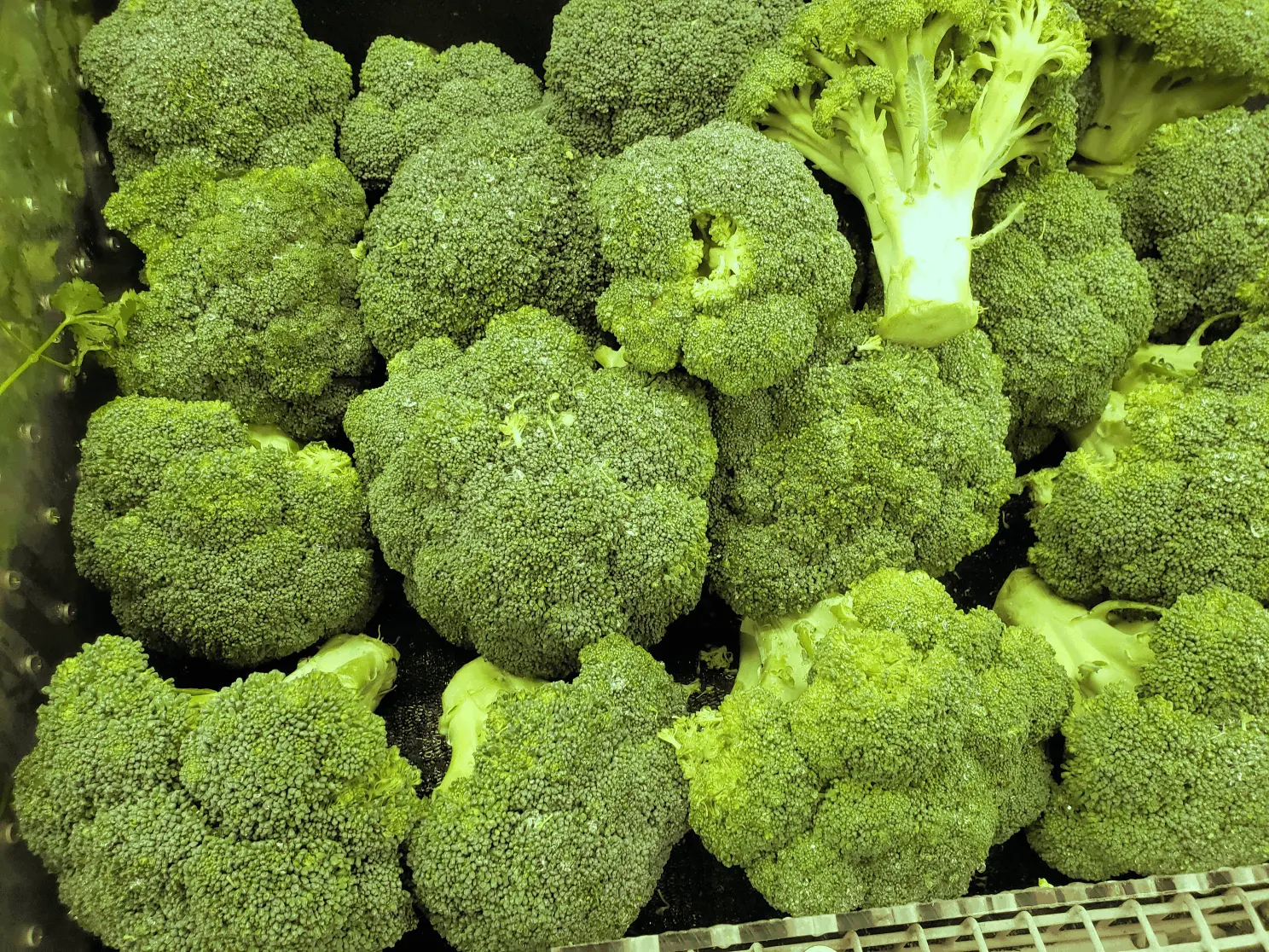 Broccoli