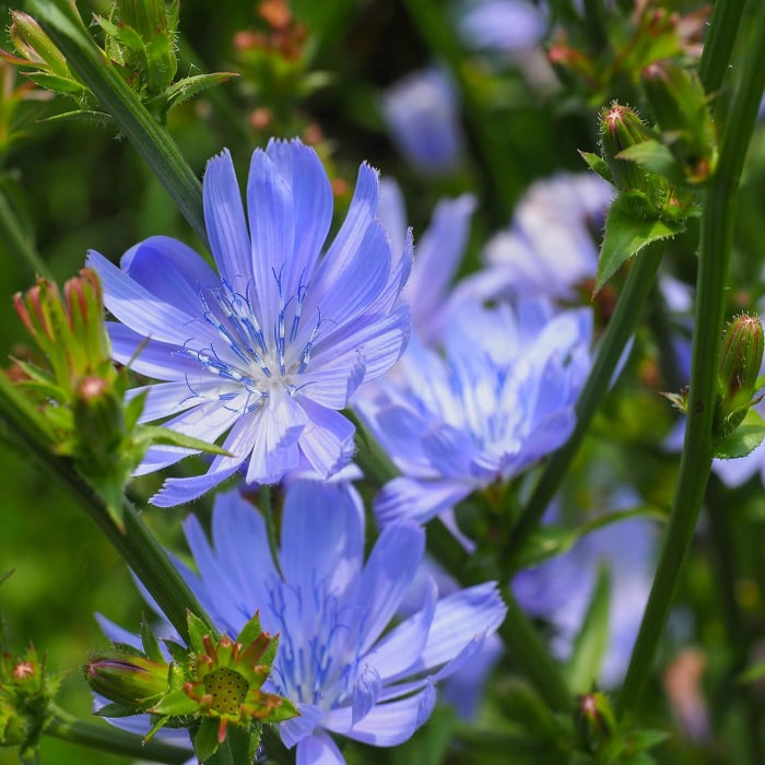 chicory