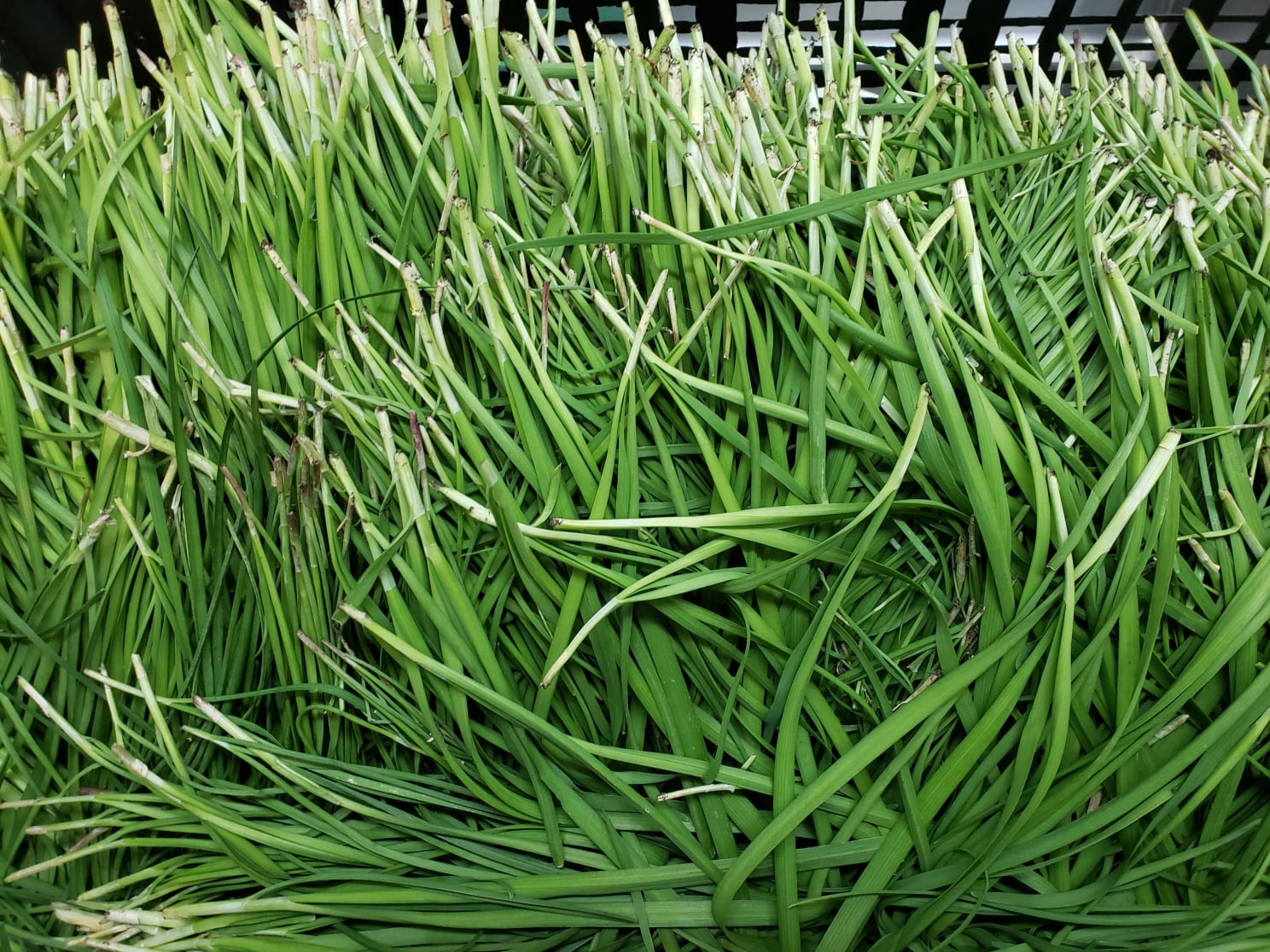 Chives