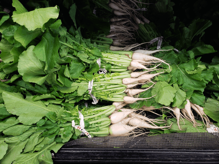 Korean Radish