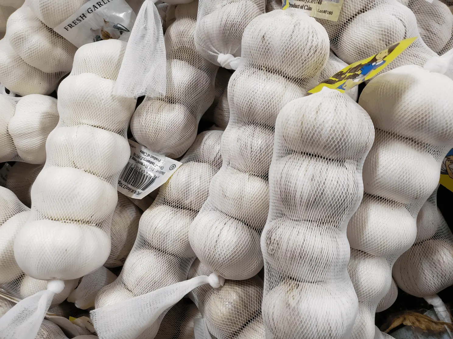 Garlic
