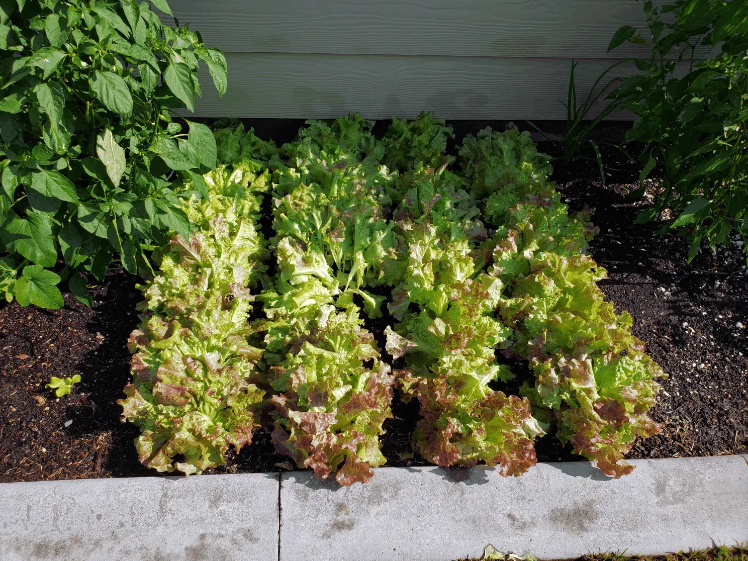 Leaf Lettuce